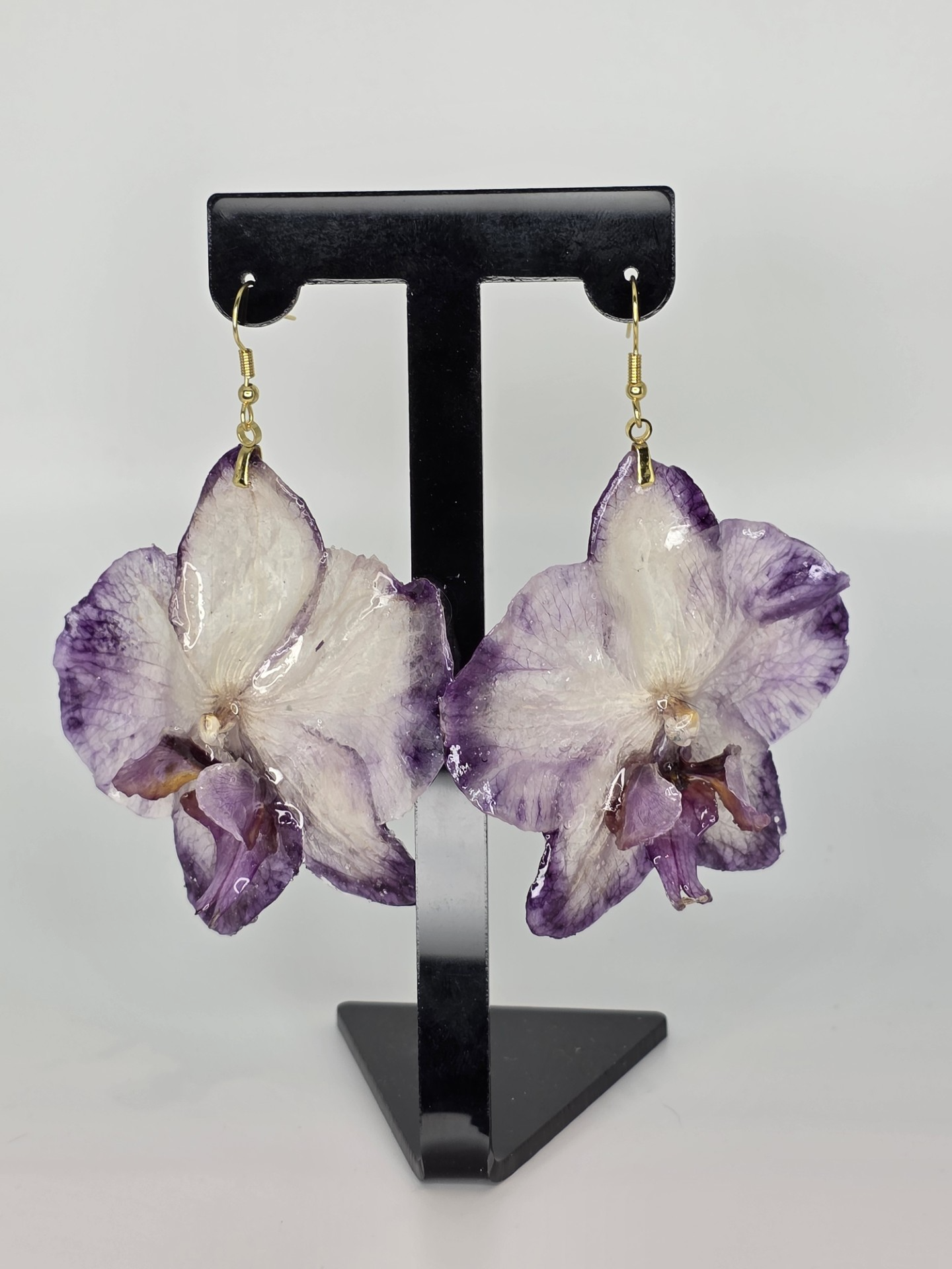 Phalaenopsis Violeta y Blanca