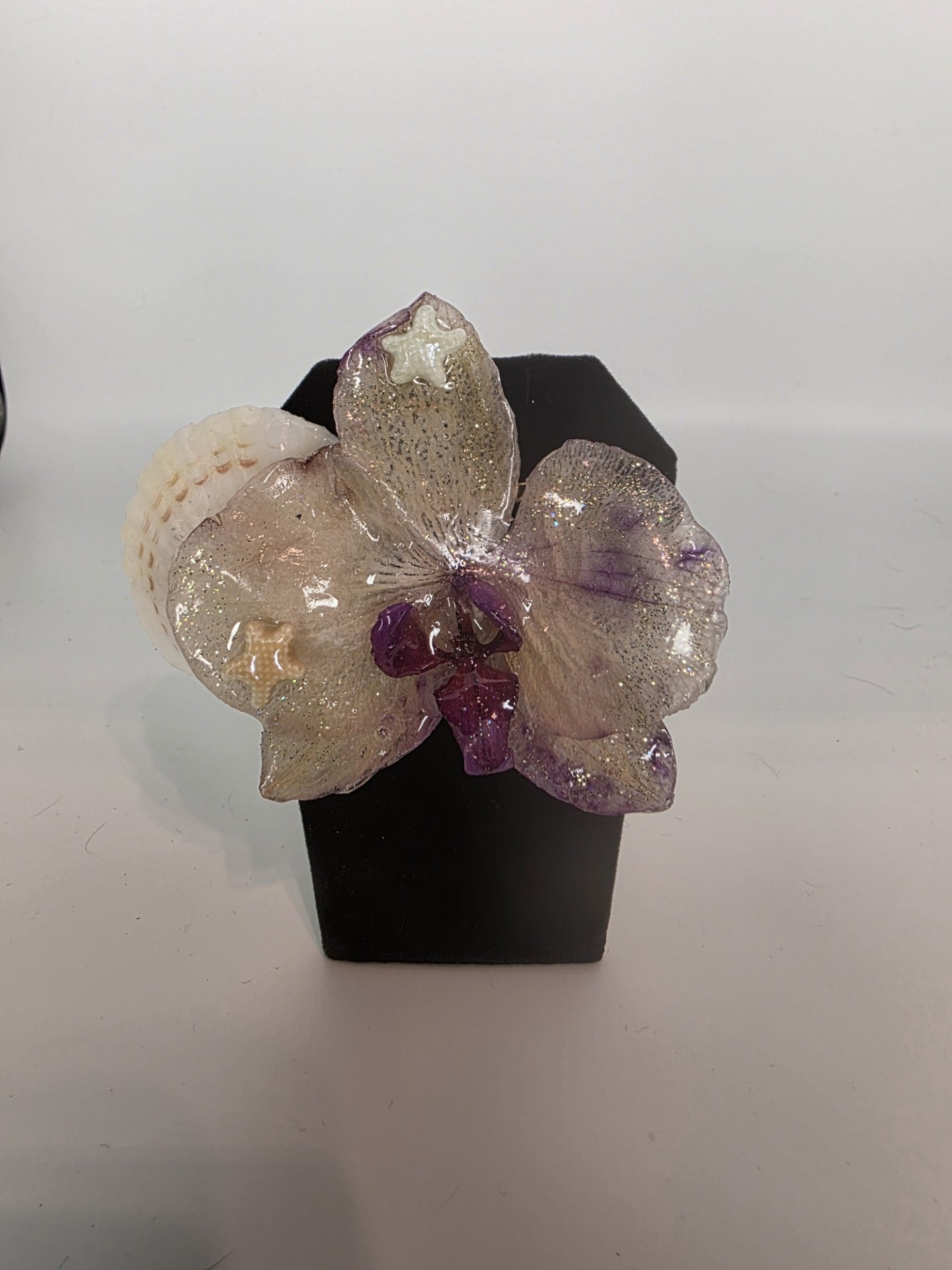 Phalaenopsis Estrellada